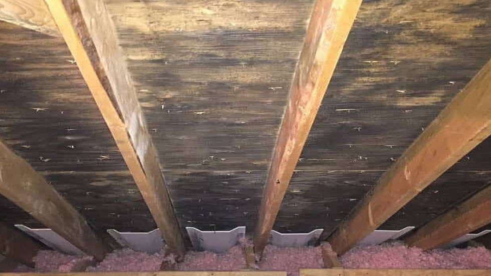 Attic Mold Don't Ignore It Call Us Mold Removal Florida